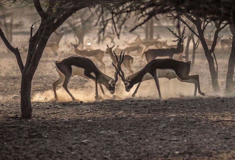 Hotel Anantara Desert Islands Resort & Spa