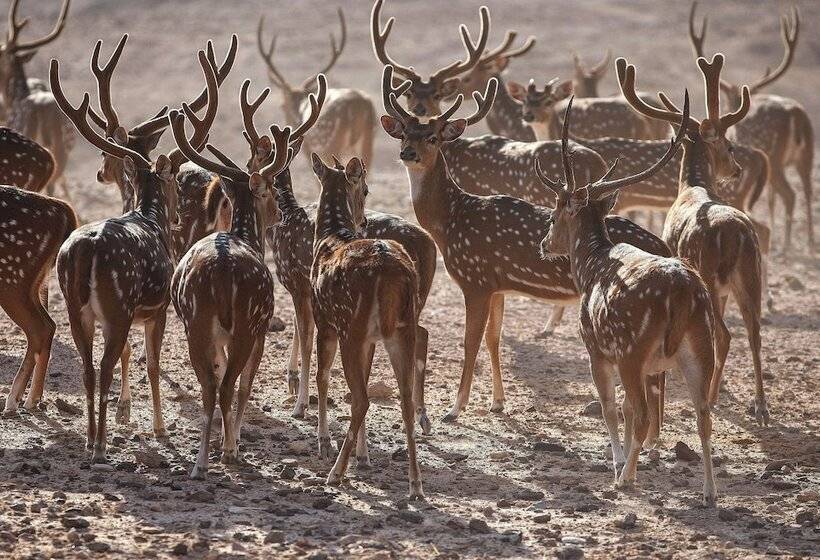 Hotel Anantara Desert Islands Resort & Spa