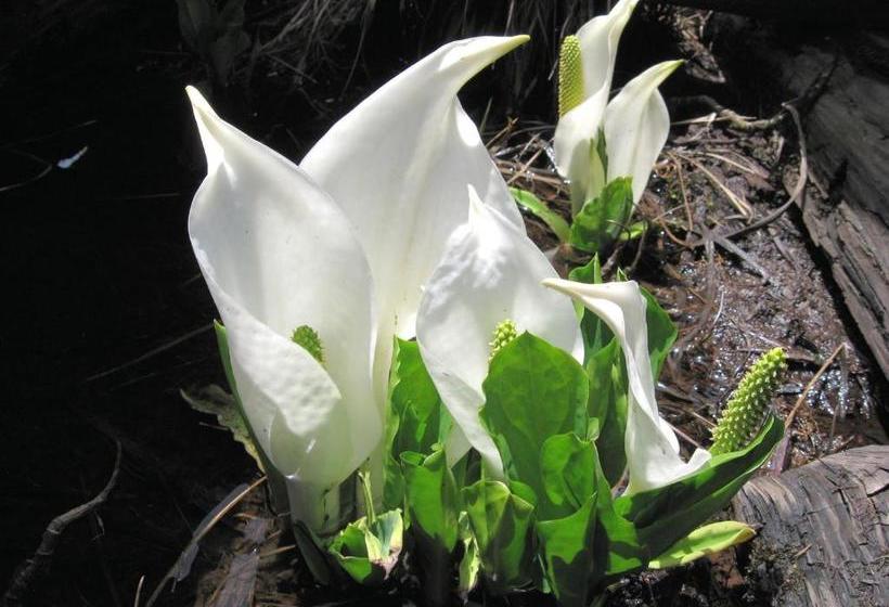 호스텔 Pension Green Field