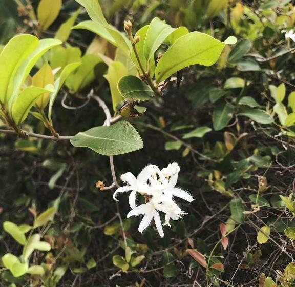 ペンション Mafu Haus