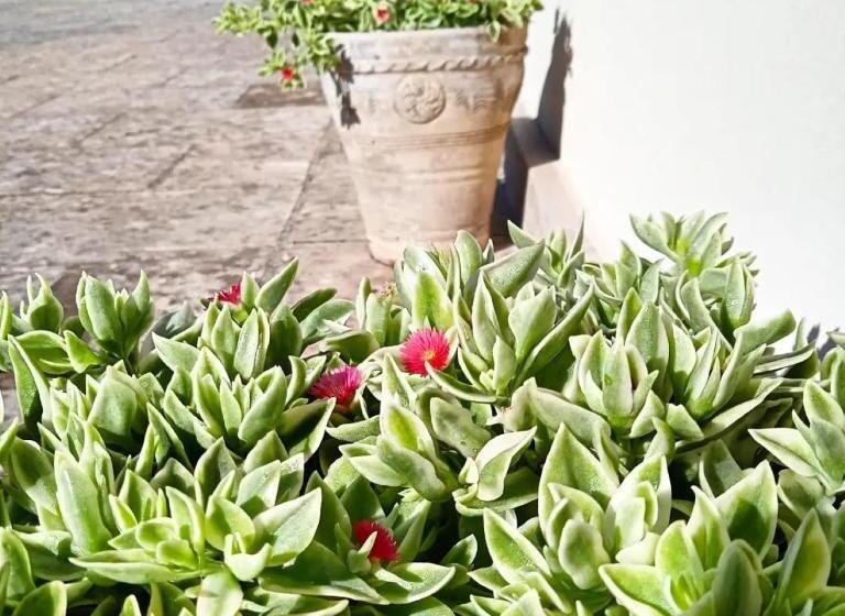 Aamiaismajoitus (B&B) Nicuzza