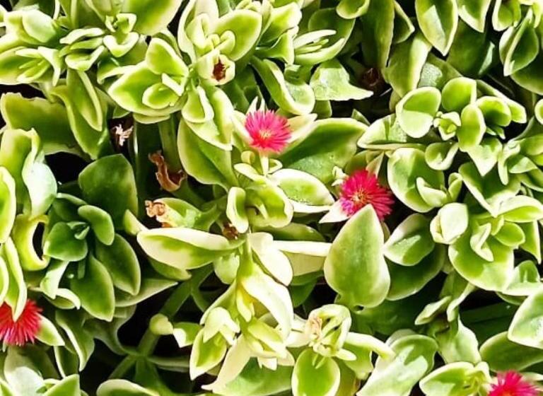 Aamiaismajoitus (B&B) Nicuzza