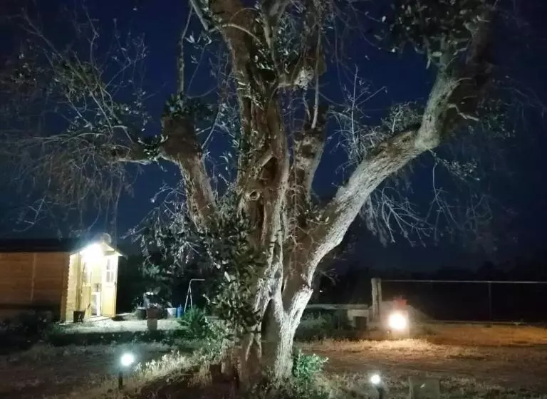 Bed and Breakfast Nicuzza