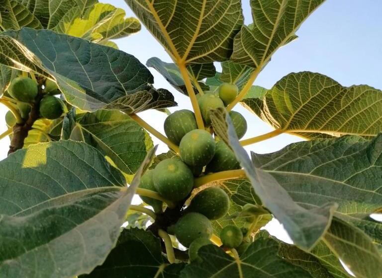 Aamiaismajoitus (B&B) Nicuzza