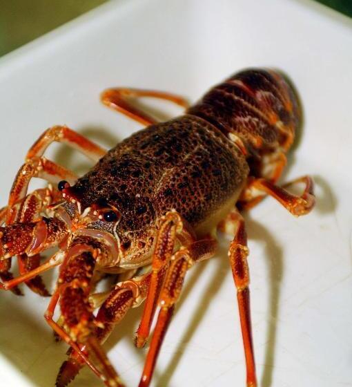 Royal Hotel-restaurant Bonhomme