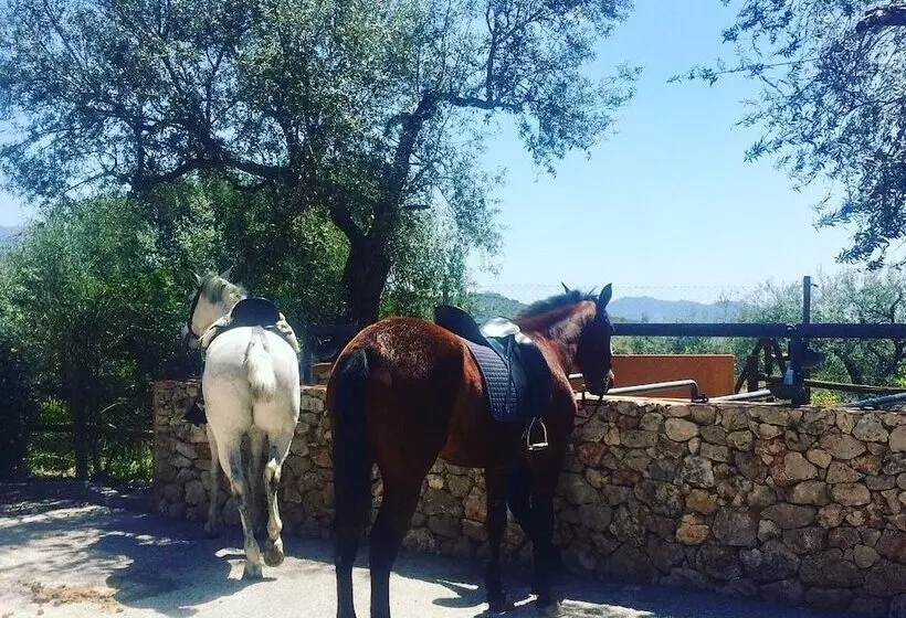 Complejo Rural Las Mayoralas