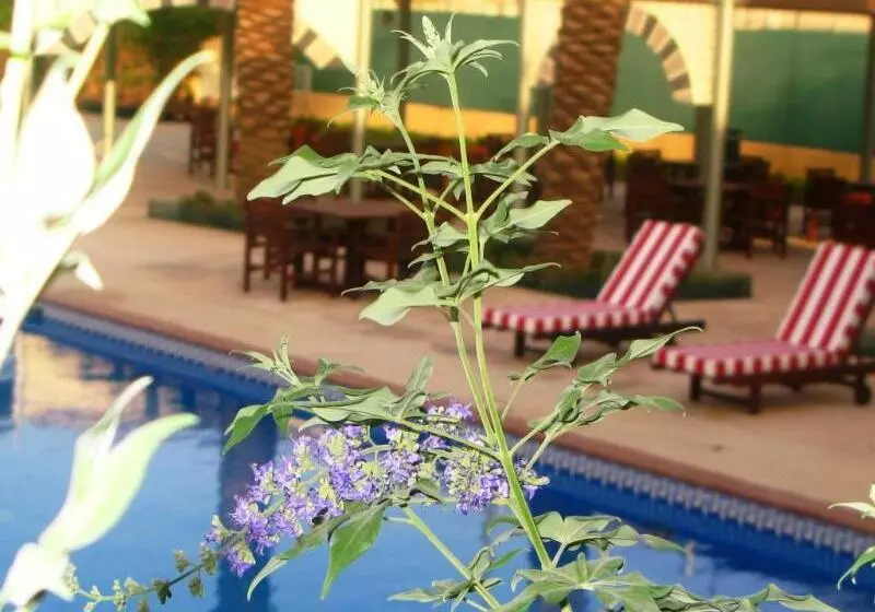 ホテル Holiday Inn Riyadh Izdihar, An Ihg