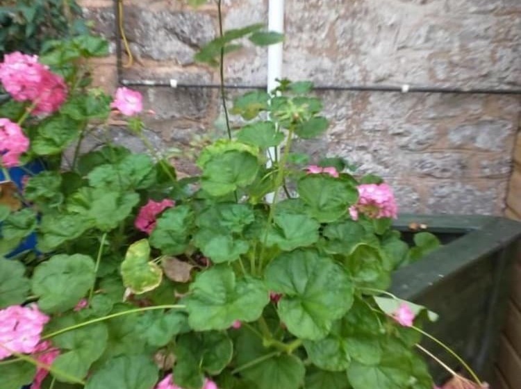 Отель The Arlington Coach House