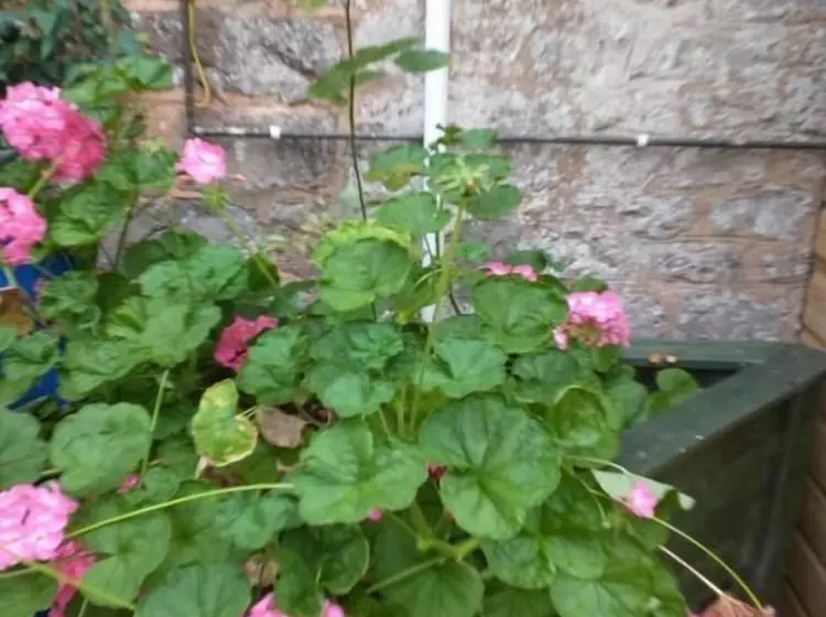 酒店 The Arlington Coach House