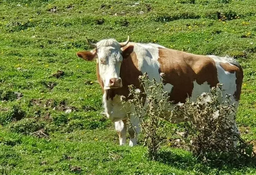 Boutique Hotel Alpenhof