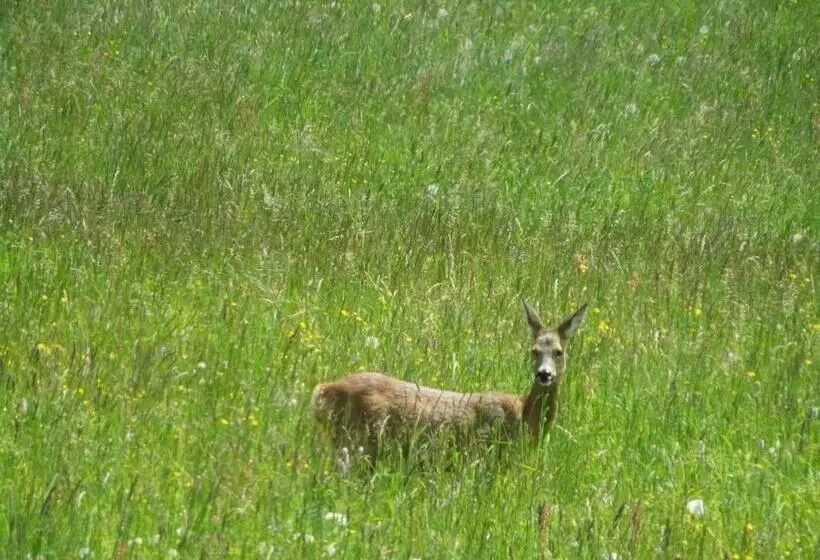 Boutique Hotel Alpenhof