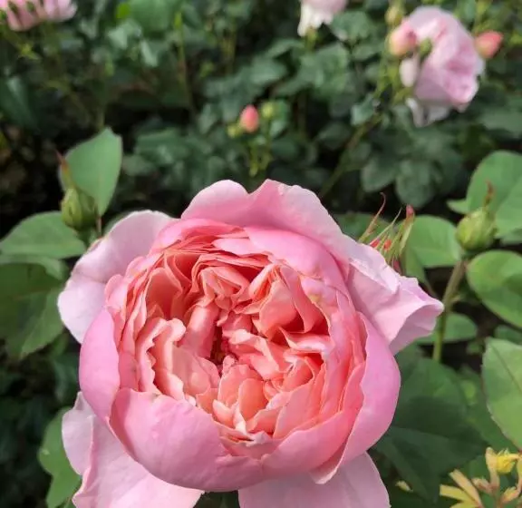 پانسیون Franciscan Guest House