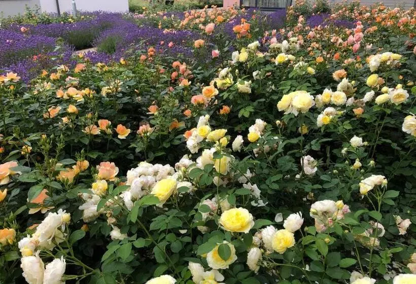 پانسیون Franciscan Guest House