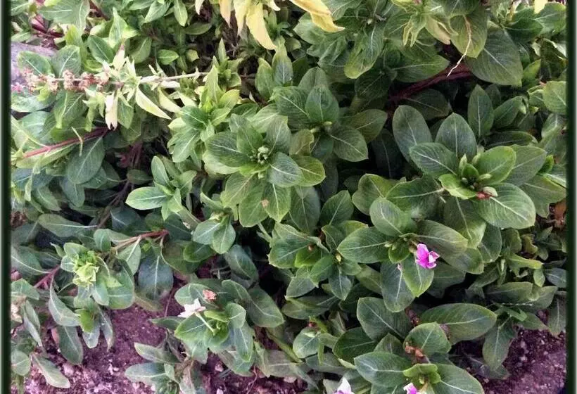 Majatalo Room In Guest Room   Camp   Santos Cabana Fabricio