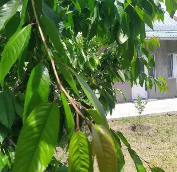 پانسیون Vanand Guest House