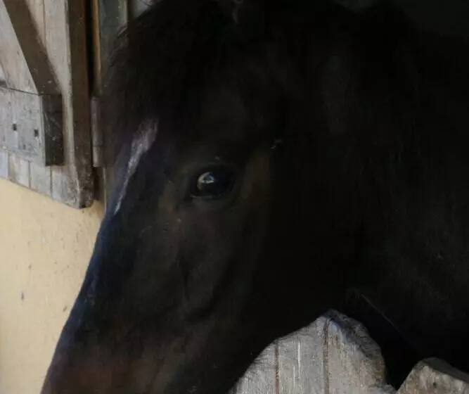 Hotel wiejski Rural De Charme Maria Da Fonte