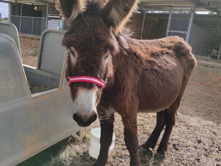 فندق Rural Sra De Pereiras