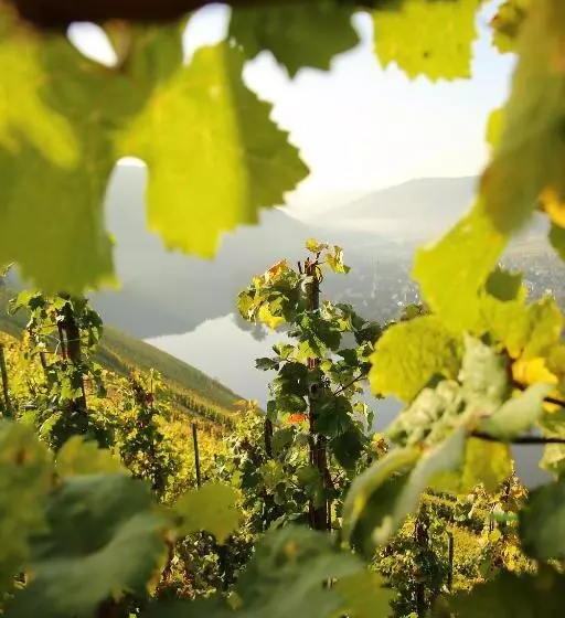 ペンション Wein Und Gästehaus Hüls