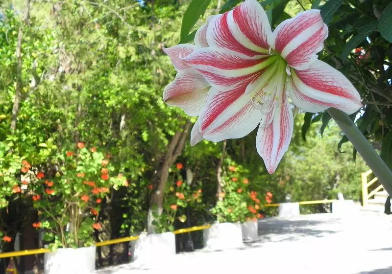 בית מלון כפרי Mirabelle