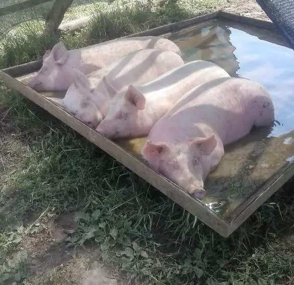 ホテル Agriturismo Borgo Floreani