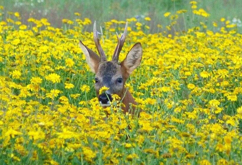 ホテル Hollicarrs   Forest Retreat