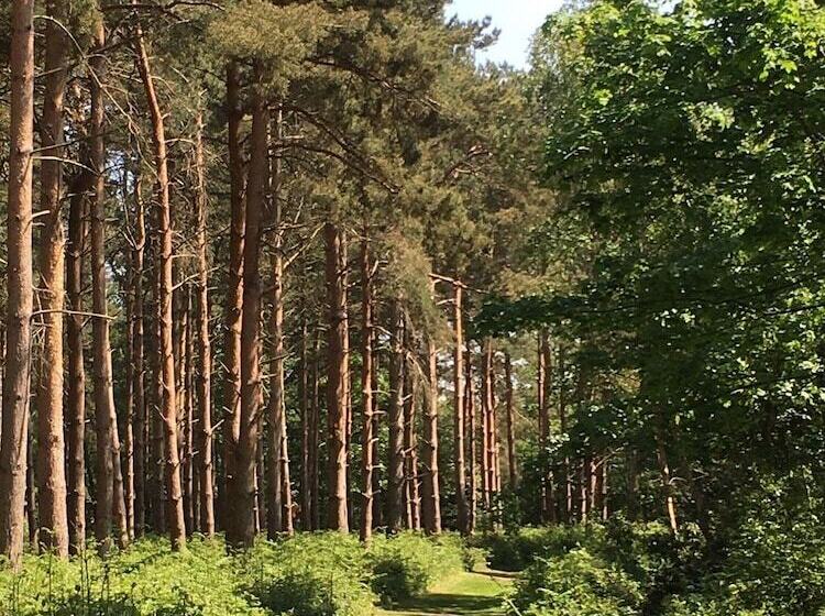 ホテル Hollicarrs   Forest Retreat