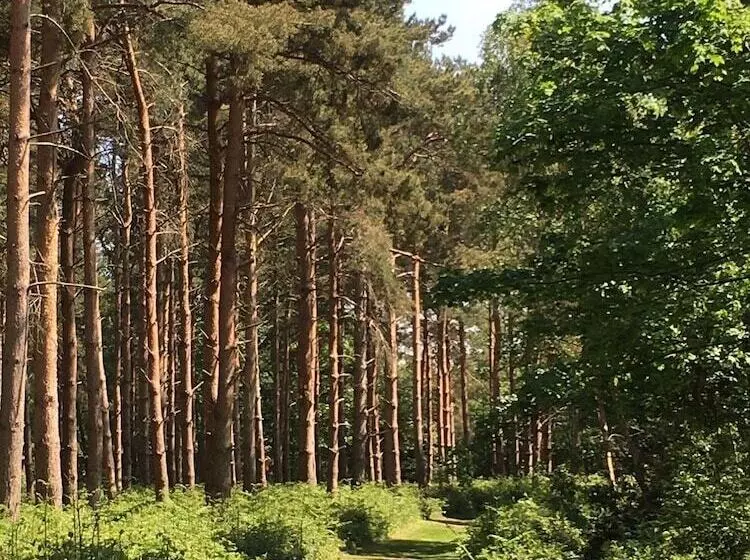 ホテル Hollicarrs   Forest Retreat