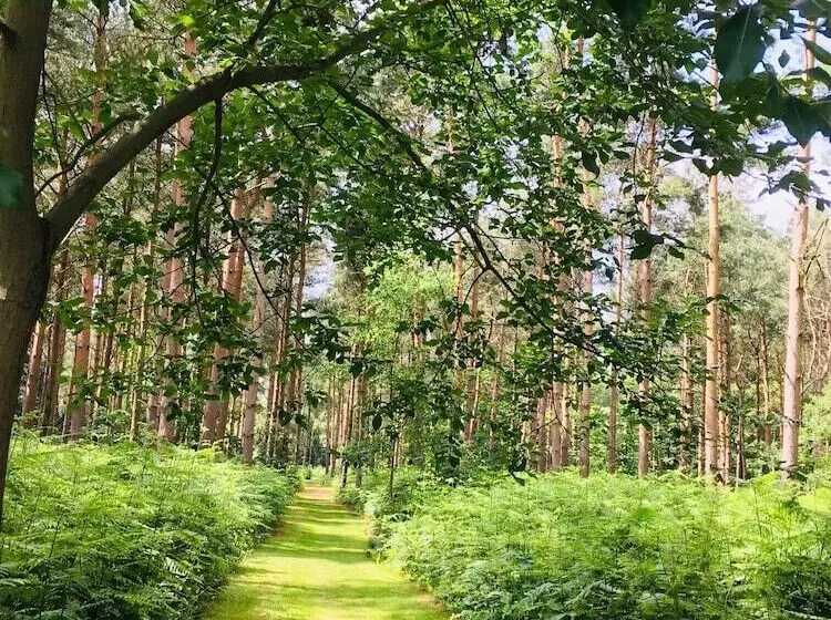 ホテル Hollicarrs   Forest Retreat