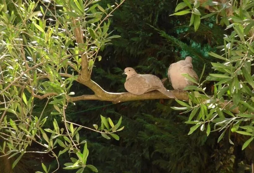 La Ginestra Chia B&b