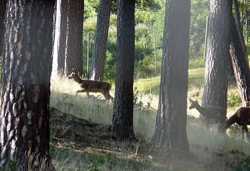 호텔 Posada Las Mayas