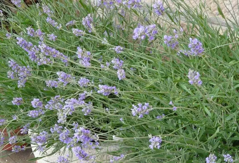 호텔 Posada Las Mayas