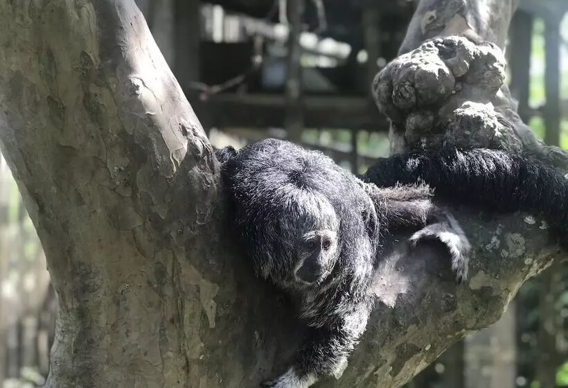 هتل Heliconia Amazon River Lodge