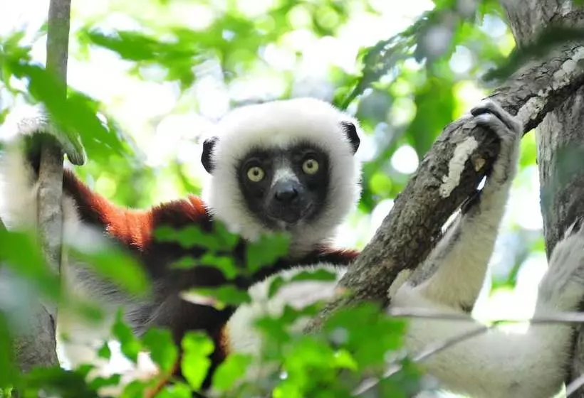 هتل Restaurant Coco Lodge Majunga