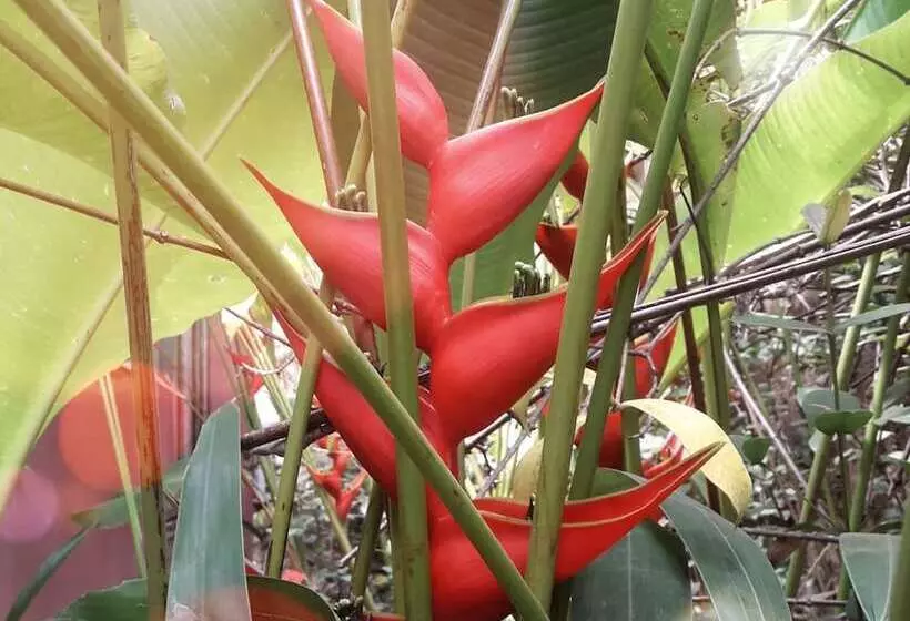 Hotelli Villas Punta India