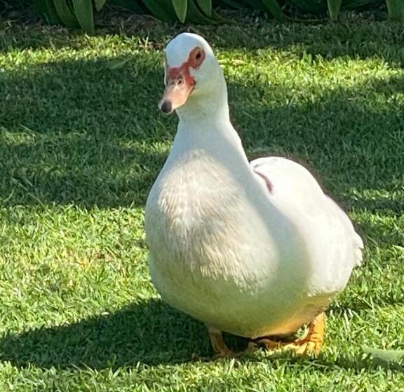 בית מלון כפרי Bush Retreat Farm Stay 2 Br Guest Suite