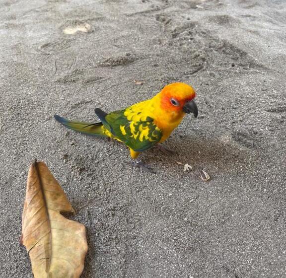 تختخواب و صبحانه Rising Sun Beach View