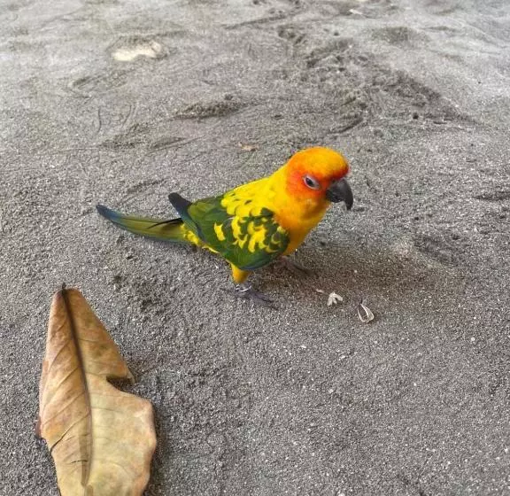 تختخواب و صبحانه Rising Sun Beach View