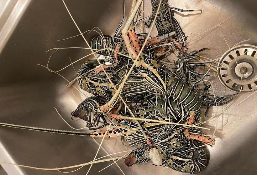 تختخواب و صبحانه Rising Sun Beach View