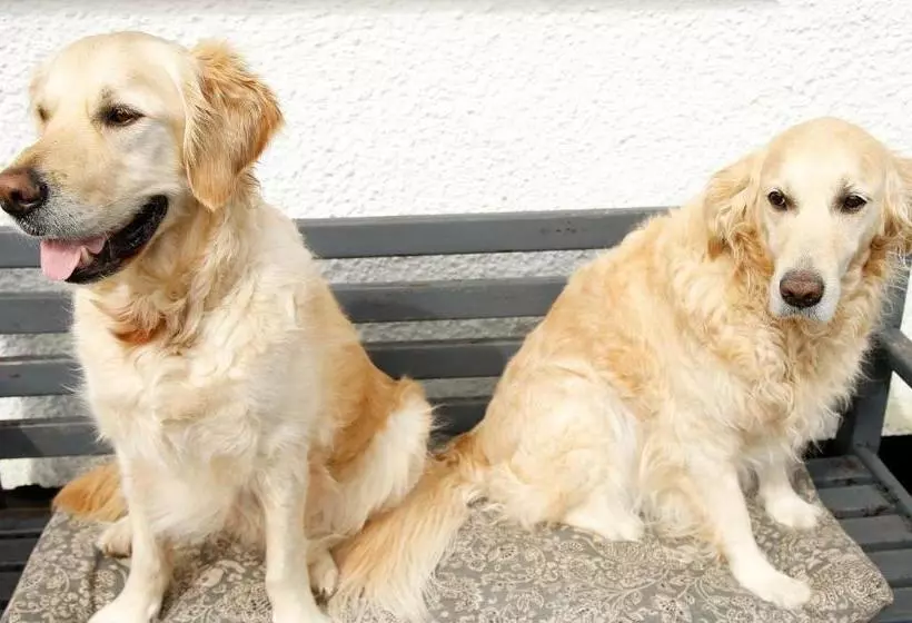 ベッドアンドブレックファースト The Dog House, Penryn