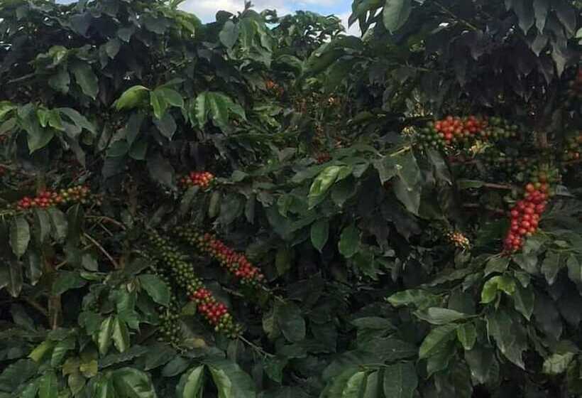 בית מלון כפרי Hacienda Cafetera La Gaviota