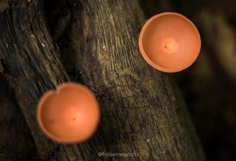 Hotel Safio. Una Casa En El Paraiso