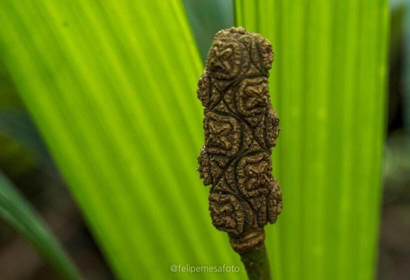 Hotel Safio. Una Casa En El Paraiso