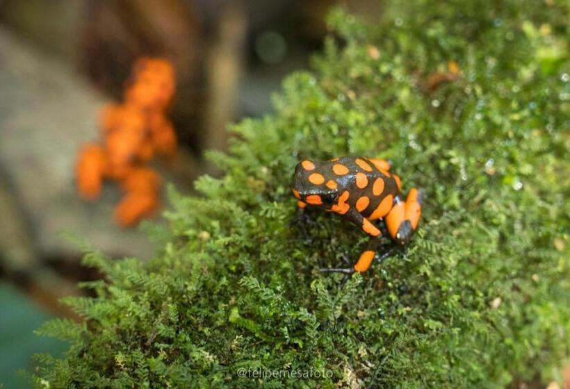 Hotel Safio. Una Casa En El Paraiso