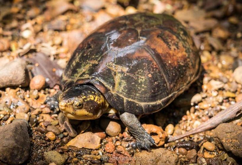 Hotel Safio. Una Casa En El Paraiso