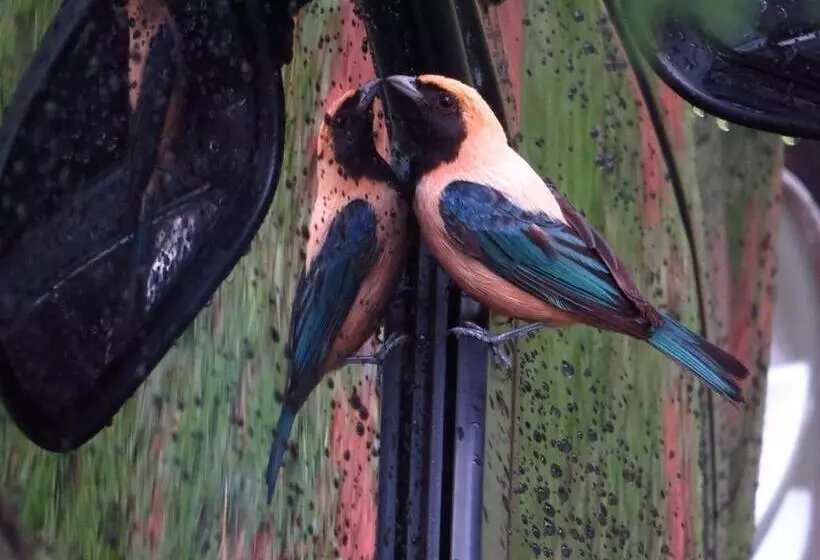 Majatalo Pousada Café Da Roça