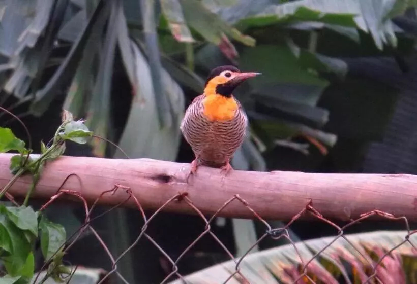 Majatalo Pousada Café Da Roça
