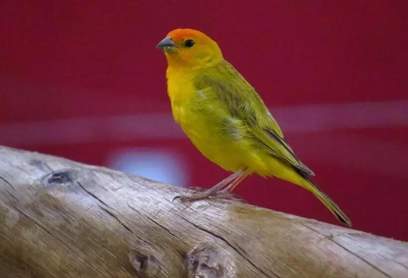 Majatalo Pousada Café Da Roça