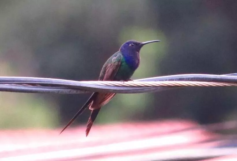 Majatalo Pousada Café Da Roça