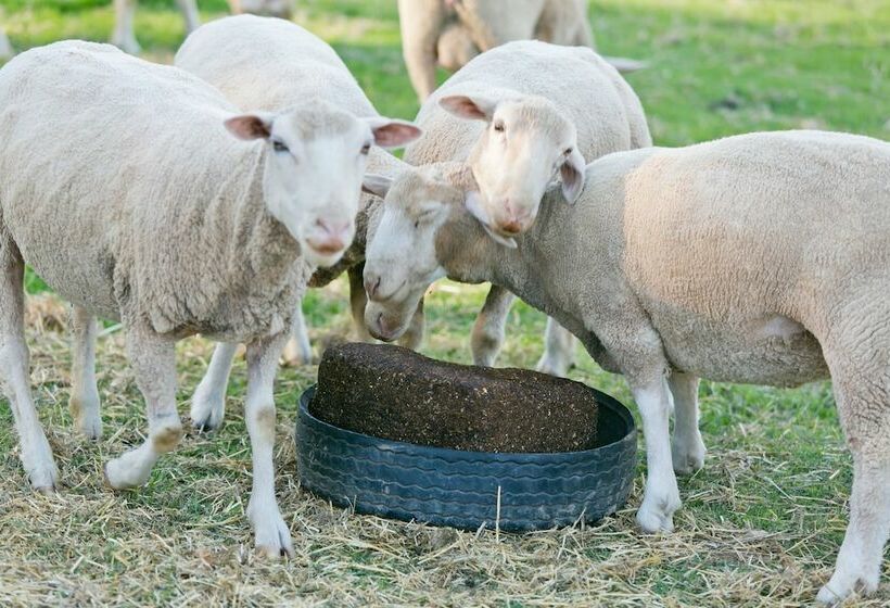 פנסיון Schoemanshoek Glamping