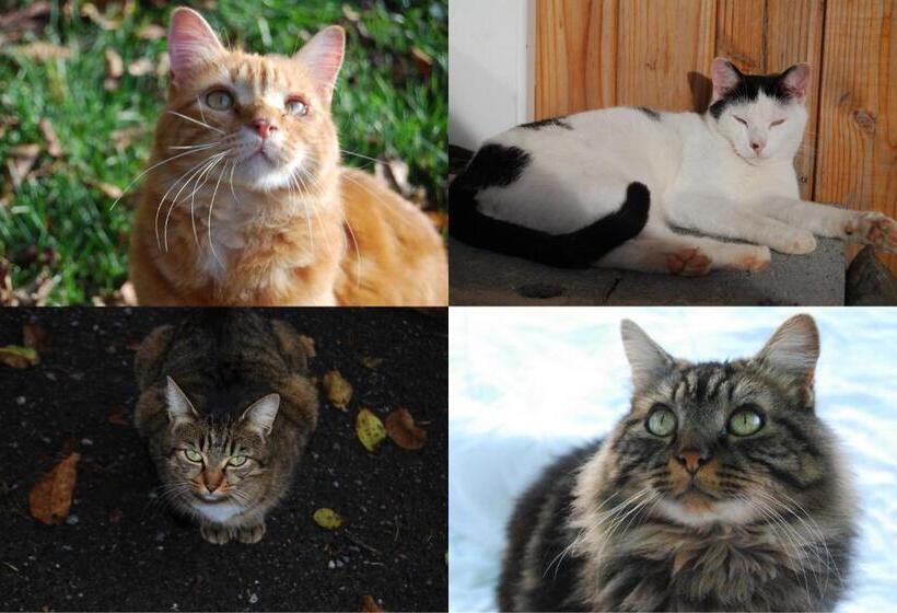 Bed and Breakfast Auberge St P Vegetarien Bnb